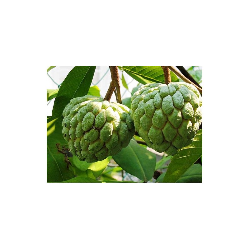 Anona o Annona - Annona Squamosa