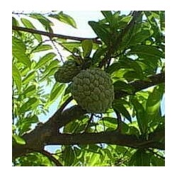 Anona o Annona - Annona Squamosa