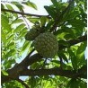 Anona o Annona - Annona Squamosa