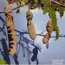 Tamarindus Indica - Tamarindo