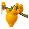 Solanum Mamosum - Titty