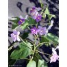 Solanum Mamosum - Titty