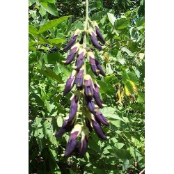 Mucuna Pruriens Cv Cinza - Frijol terciopelo