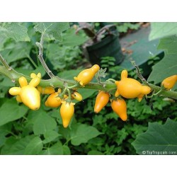 Solanum Mamosum - Titty