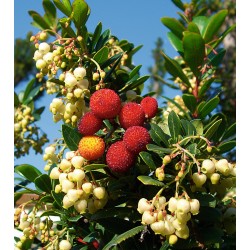 Arbutus Unedo - Madroño o Camarón