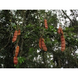 Mucuna Urens - Ojo de venado