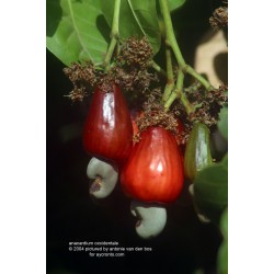 Anacardium Occidentale - Marañón