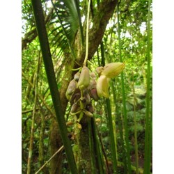 Mucuna Urens - Ojo de venado