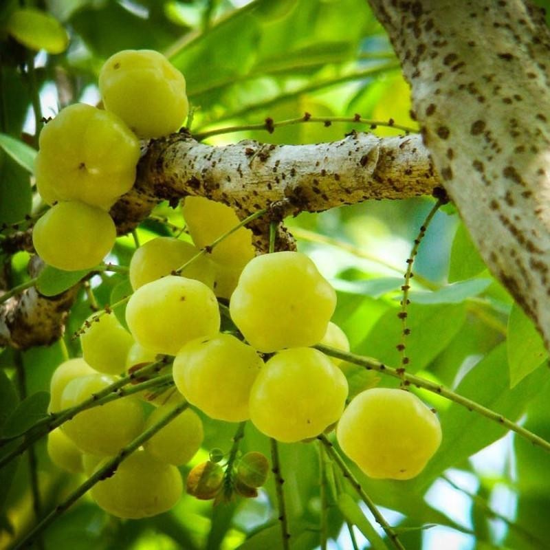 Phyllanthus Acidus - Grosella estrellada