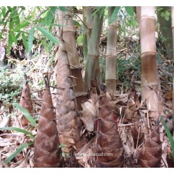 Bambú Asper - Dendrocalamus Asper