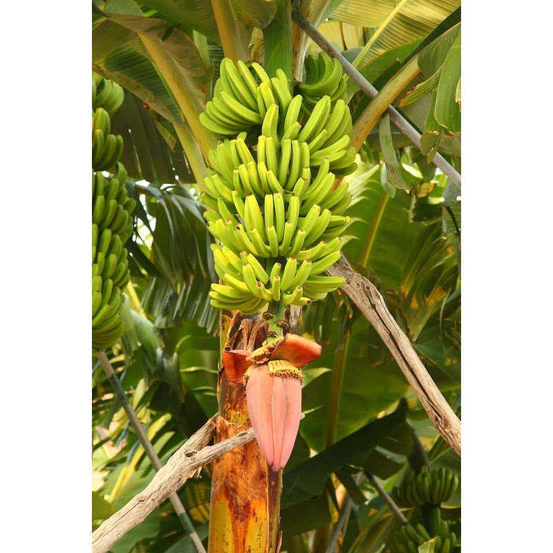 Musa Paradisiaca - Platanero, Plátano