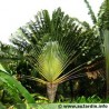 Ravenala Madagascariensis - Árbol del viajero