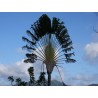 Ravenala Madagascariensis - Árbol del viajero