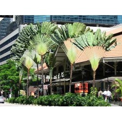 Ravenala Madagascariensis - Árbol del viajero