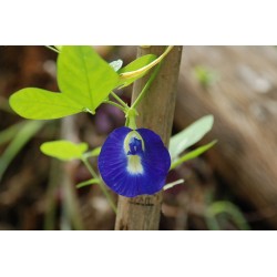 Clitoria Ternatera-  Conchita azul 1 Libra