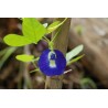 Clitoria Ternatera-  Conchita azul 1 Libra