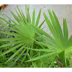 Saw Palmetto - Serenoa Repens