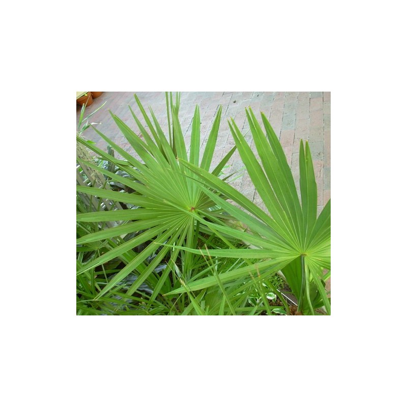 Saw Palmetto - Serenoa Repens