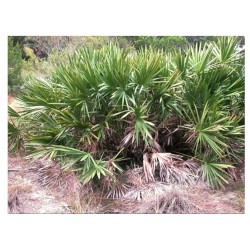 Saw Palmetto - Serenoa Repens