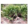 Saw Palmetto - Serenoa Repens