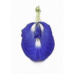 Clitoria Ternatera-  Conchita azul 1 Libra