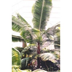 Dypsis Lastelliana - Palma cuello rojo