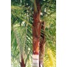 Dypsis Lastelliana - Palma cuello rojo