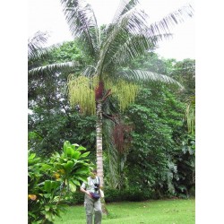 Dypsis Lastelliana - Palma cuello rojo