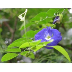 Clitoria Ternatera-  Conchita azul 1 Libra