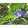 Clitoria Ternatera-  Conchita azul 1 Libra