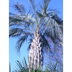 Butia Capitata - Palma de la Jalea