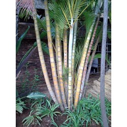 Dypsis Lutescens - Palma areca