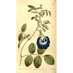 Clitoria Ternatera-  Conchita azul 1 Libra