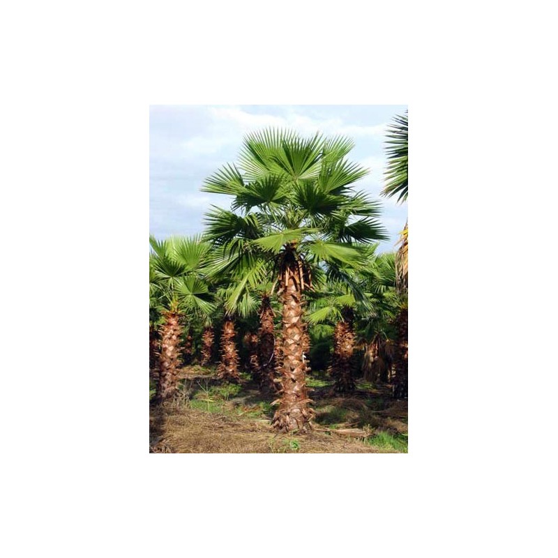 Washingtonia Robusta - Palma mexicana