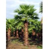 Washingtonia Robusta - Palma mexicana