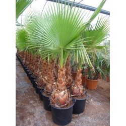 Washingtonia Robusta - Palma mexicana