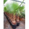 Washingtonia Robusta - Palma mexicana