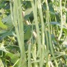 Vigna Unguiculata -cowpea. Frijol caupi o frijol carita