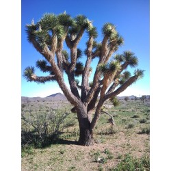 Semillas de Yucca Brevifolia - Joshua Tree