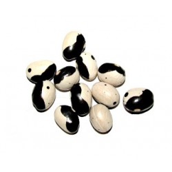 Vigna Unguiculata. Cowpea- Frijol Yin Yang