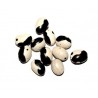 Vigna Unguiculata. Cowpea- Frijol Yin Yang