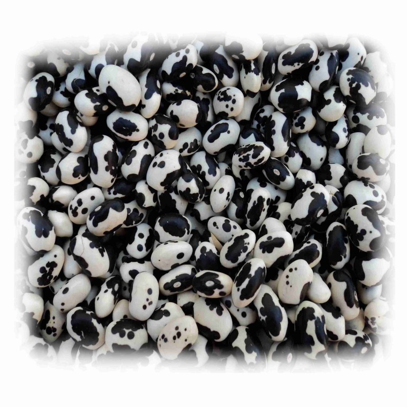 Vigna Unguiculata Cowpea -Yin Yang o frijol vaquita 50 Semillas