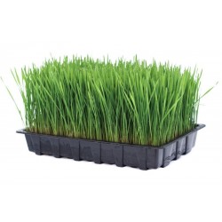 Kit para cultivar pasto de Trigo o Wheat Grass.  Haz Jugo!!!