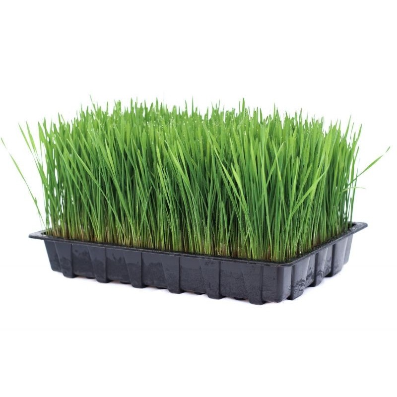 Kit para cultivar pasto de Trigo o Wheat Grass.  Haz Jugo!!!