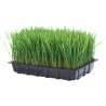 Kit para cultivar pasto de Trigo o Wheat Grass.  Haz Jugo!!!