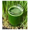 Kit para cultivar pasto de Trigo o Wheat Grass.  Haz Jugo!!!