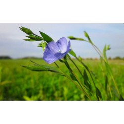 Linaza natural - Linum usitatissimum.    Linaza sin tratamiento siembra  harina o germinados Saco de 20 Kilos