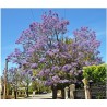 bolusanthus speciosus - árbol wisteria o wisteria falsa