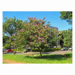 Bauhinia Purpurea - Árbol orquídea