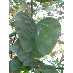 Bauhinia Purpurea - Árbol orquídea